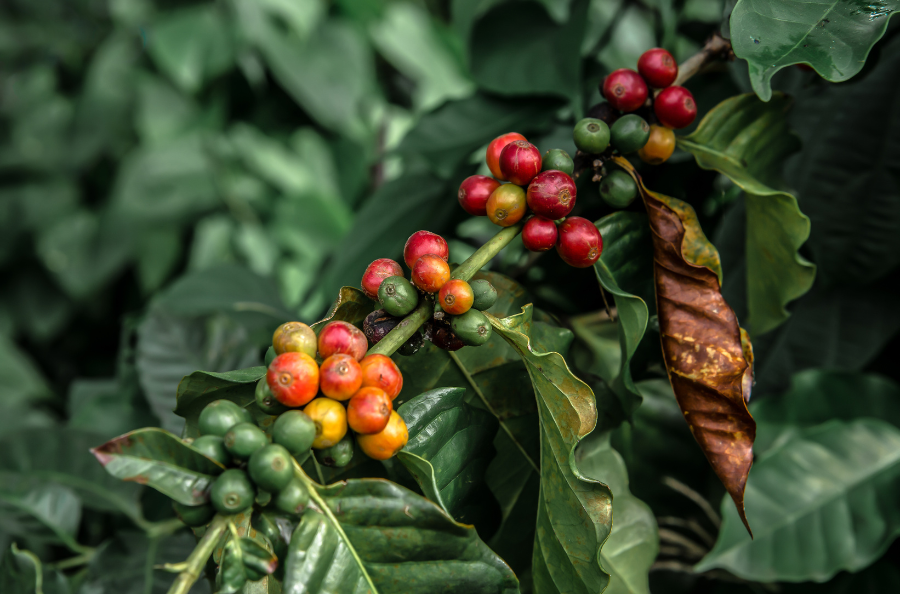Picture of coffee beans ready to be picked