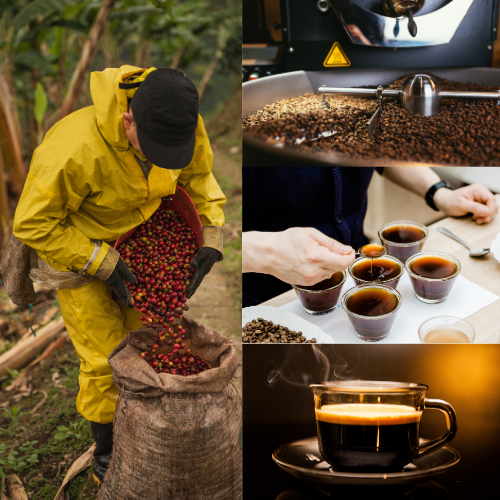 A collage of pictures that depict a coffee farmer filling a bag with fresh coffee berries, freshly roasted coffee in a roaster, a man tasting several cups of coffee for quality , and a glass mug of fresh brewed dark roasted coffee.